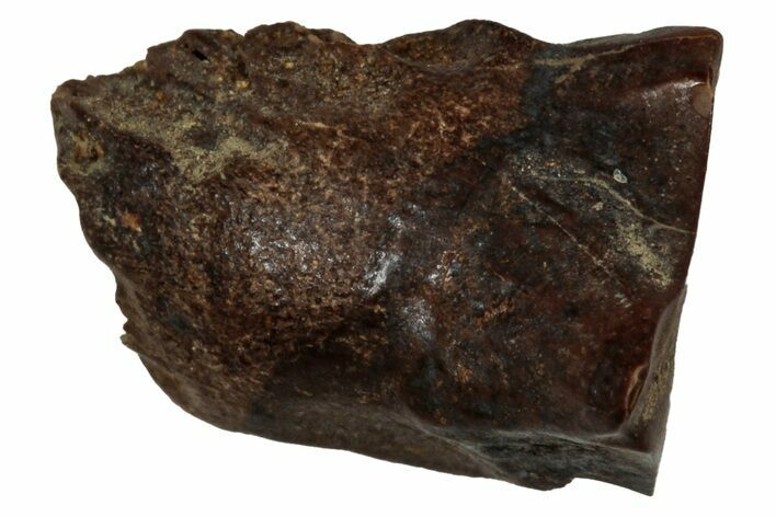 Fossil Dinosaur (Triceratops) Shed Tooth - Montana #339748